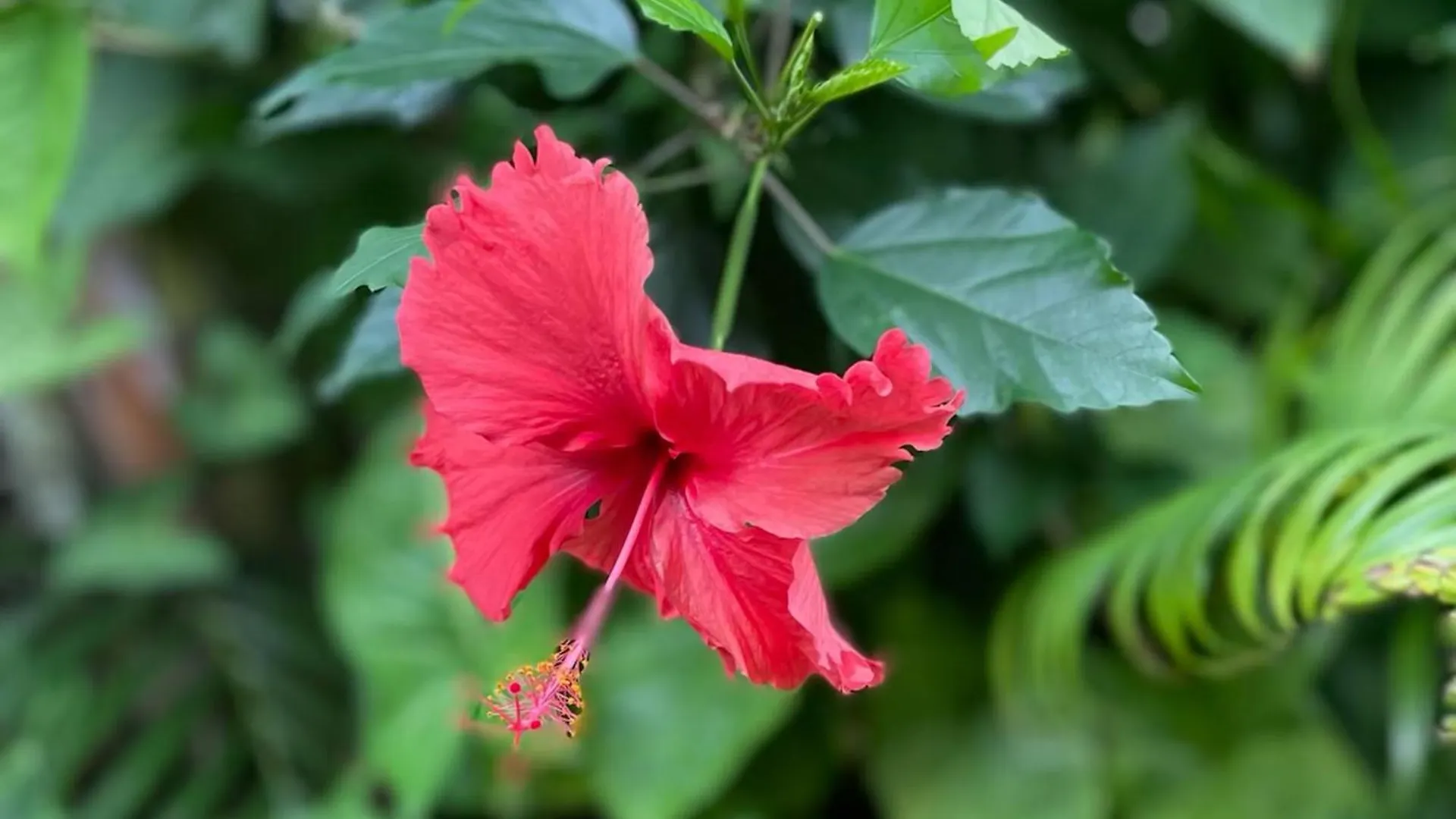Princeville'S Own Paradise Princeville